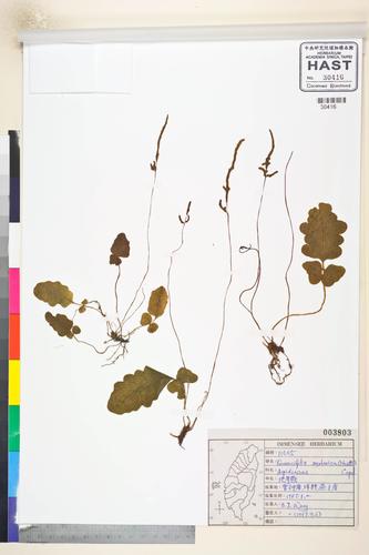Quercifilix zeylanica (Houtt.) Copel.