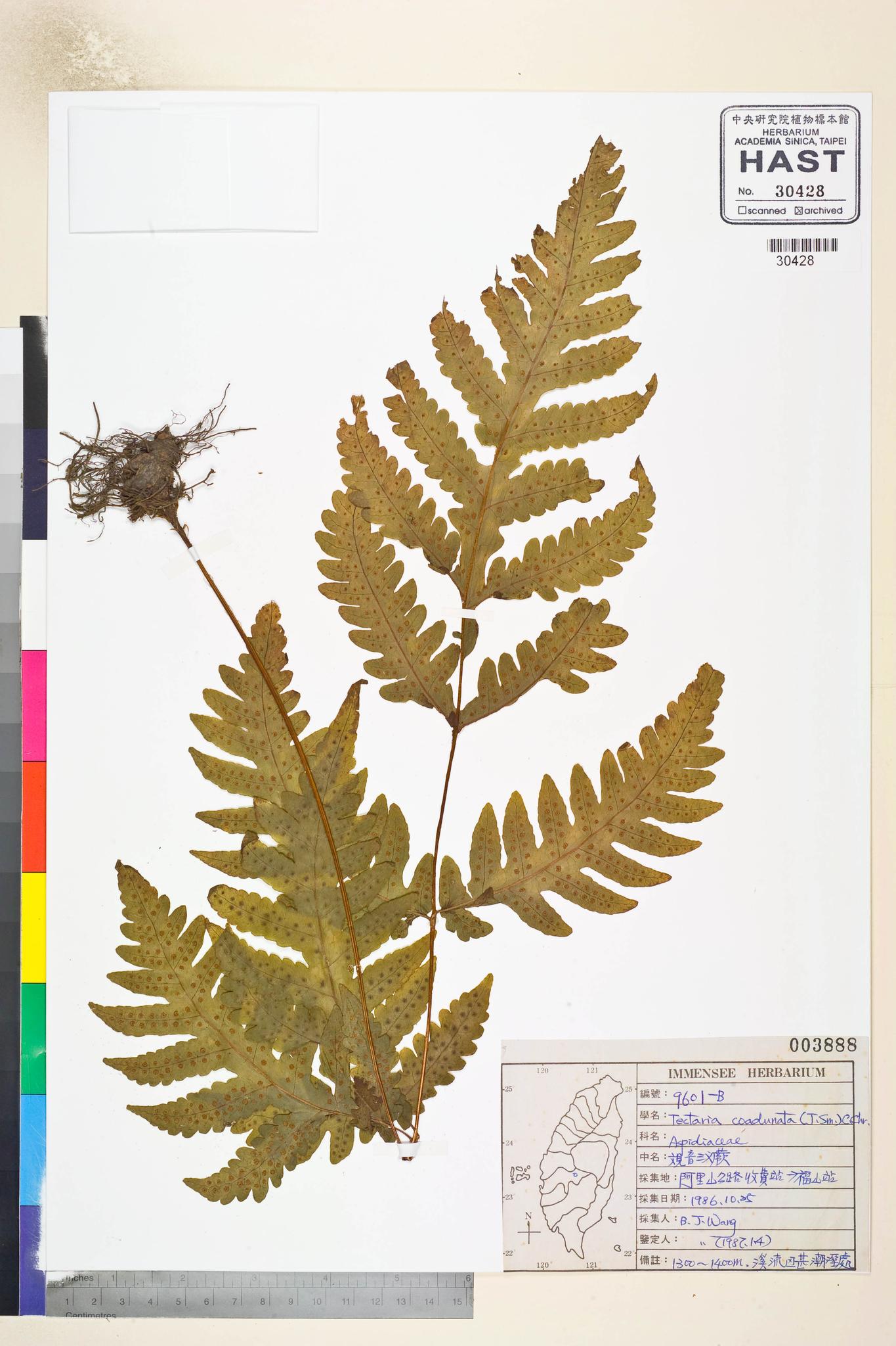 Sample image for viewer