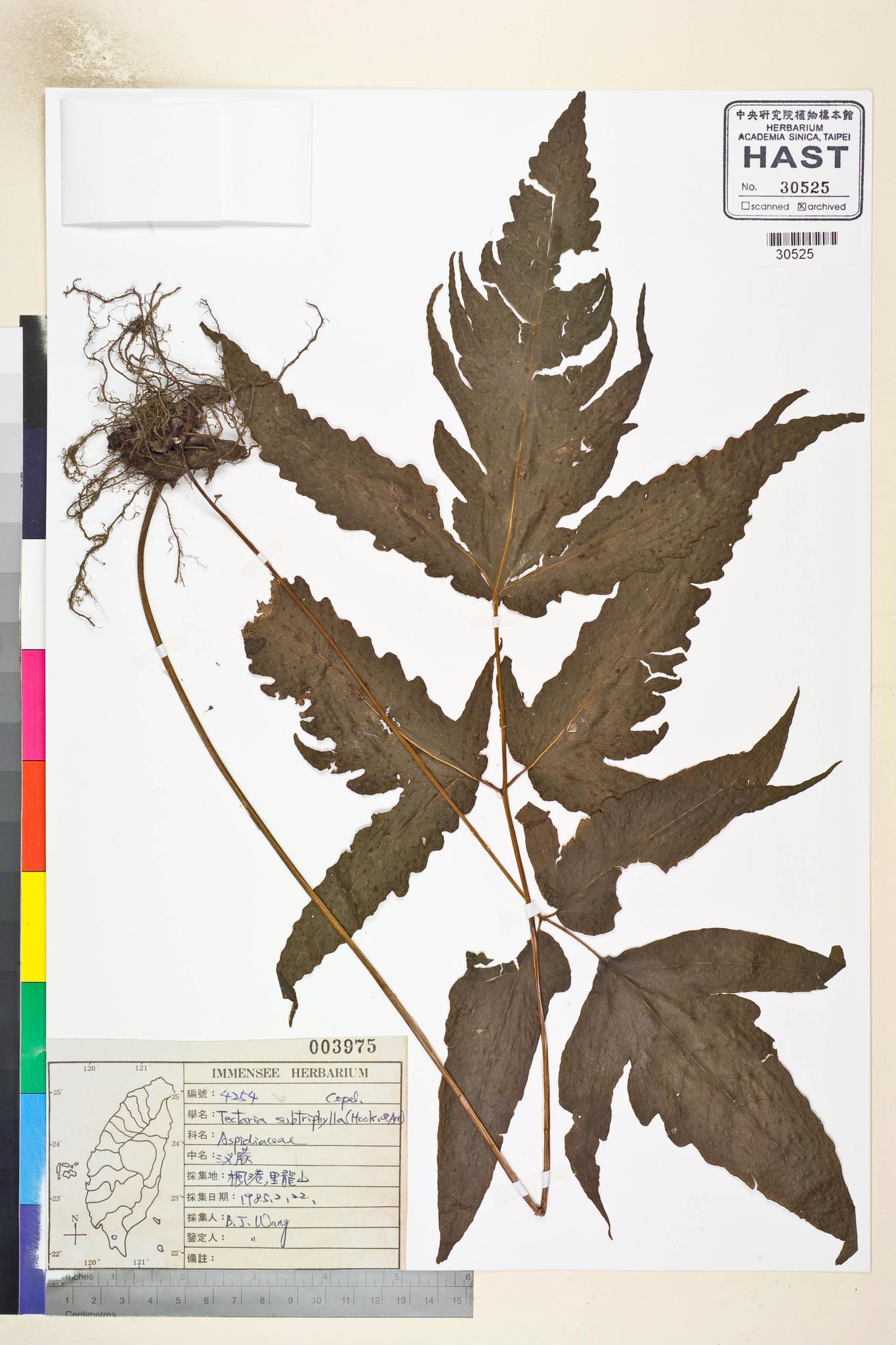 Sample image for viewer