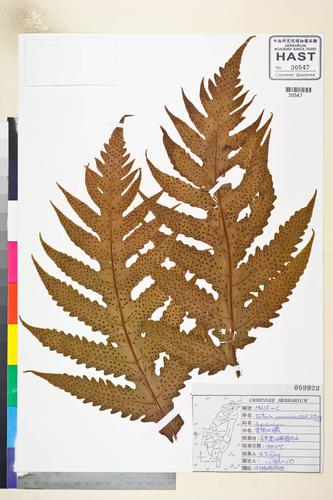 Tectaria yunnanensis (Bak.) Ching