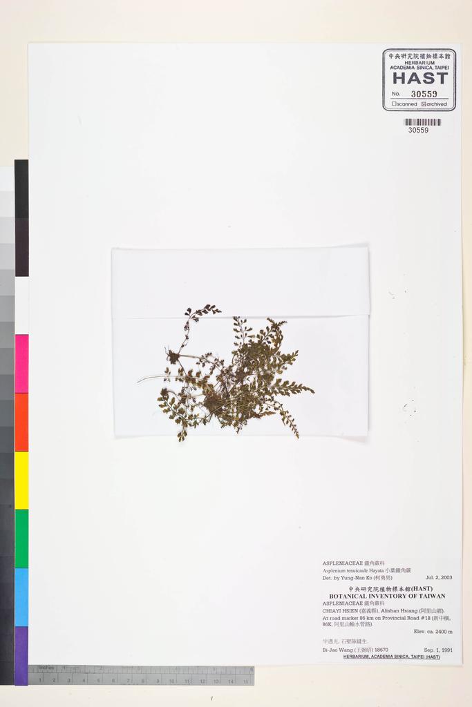 <Unit #84568 Wang, Bi-Jao | 王弼昭 | 18670:: | Asplenium tenuicaule Hayata>