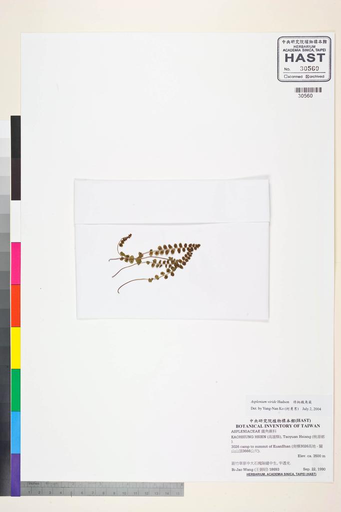 <Unit #83559 Wang, Bi-Jao | 王弼昭 | 18693:: | Asplenium viride Hudson>