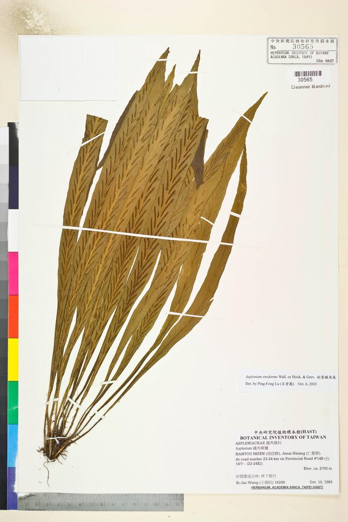 <Unit #84616 Wang, Bi-Jao | 王弼昭 | 16299:: | Asplenium ensiforme Wall. ex Hook. & Grev.>
