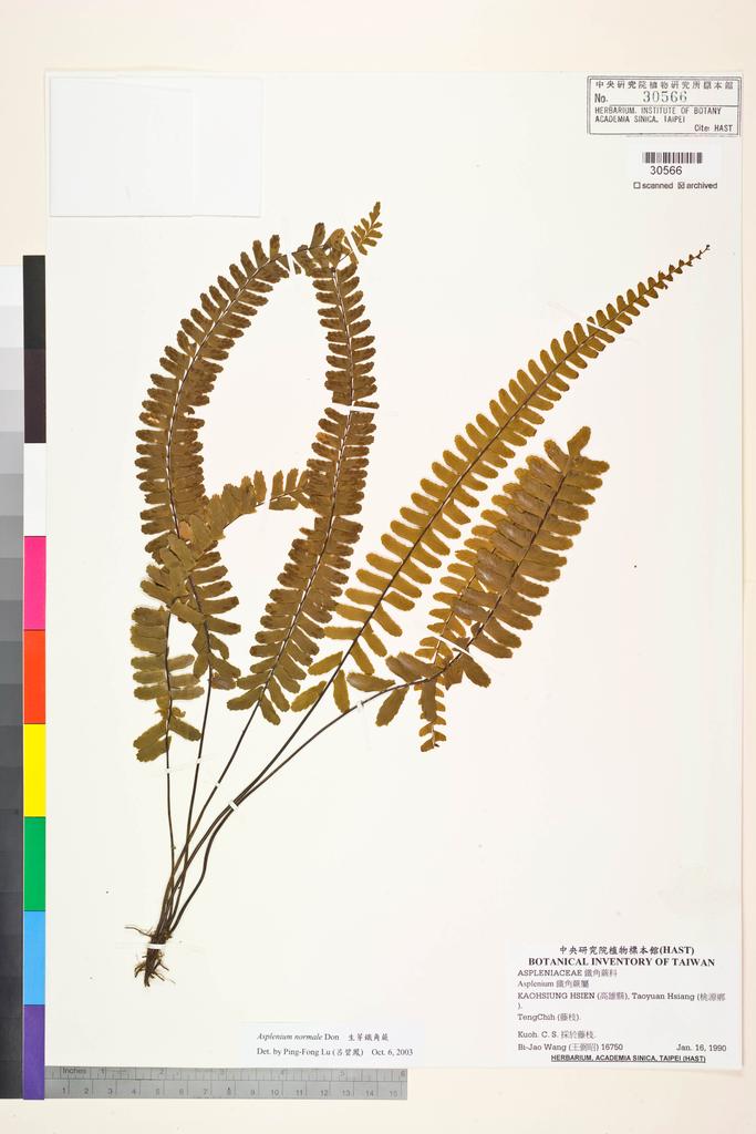 <Unit #84381 Wang, Bi-Jao | 王弼昭 | 16750:: | Asplenium normale D. Don>