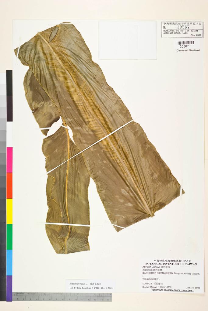 <Unit #84844 Wang, Bi-Jao | 王弼昭 | 16756:: | Asplenium nidus L.>