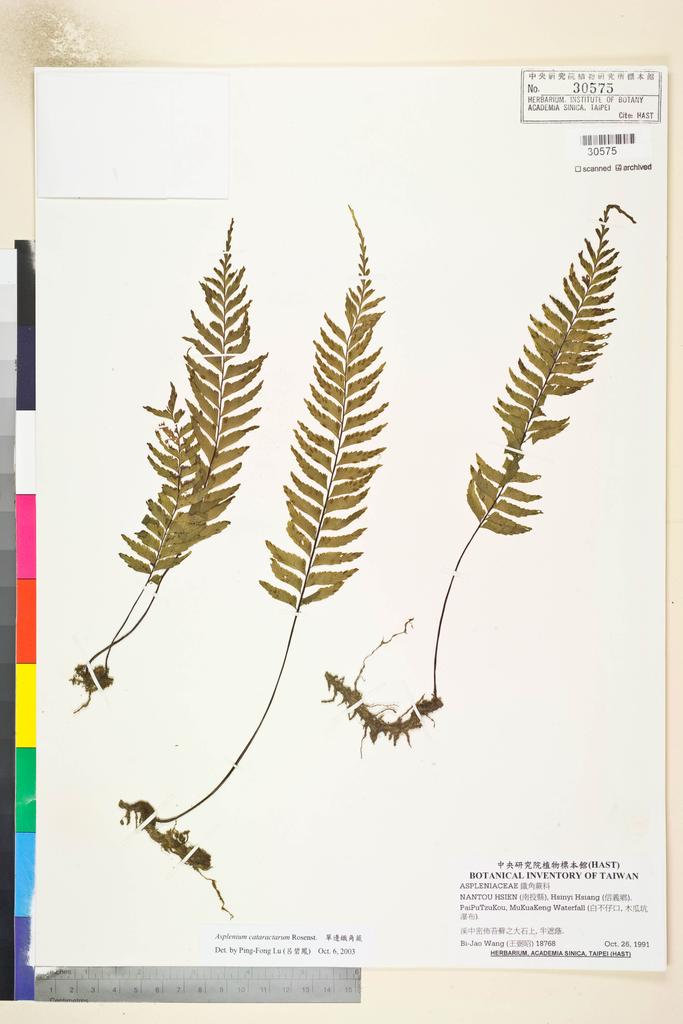 <Unit #82668 Wang, Bi-Jao | 王弼昭 | 18768:: | Asplenium cataractarum Rosenst.>