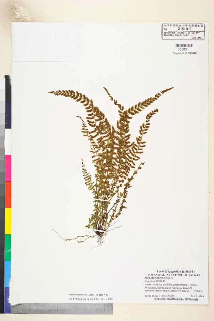<Unit #84828 Wang, Bi-Jao | 王弼昭 | 16127:: | Asplenium incisum Thunb.>