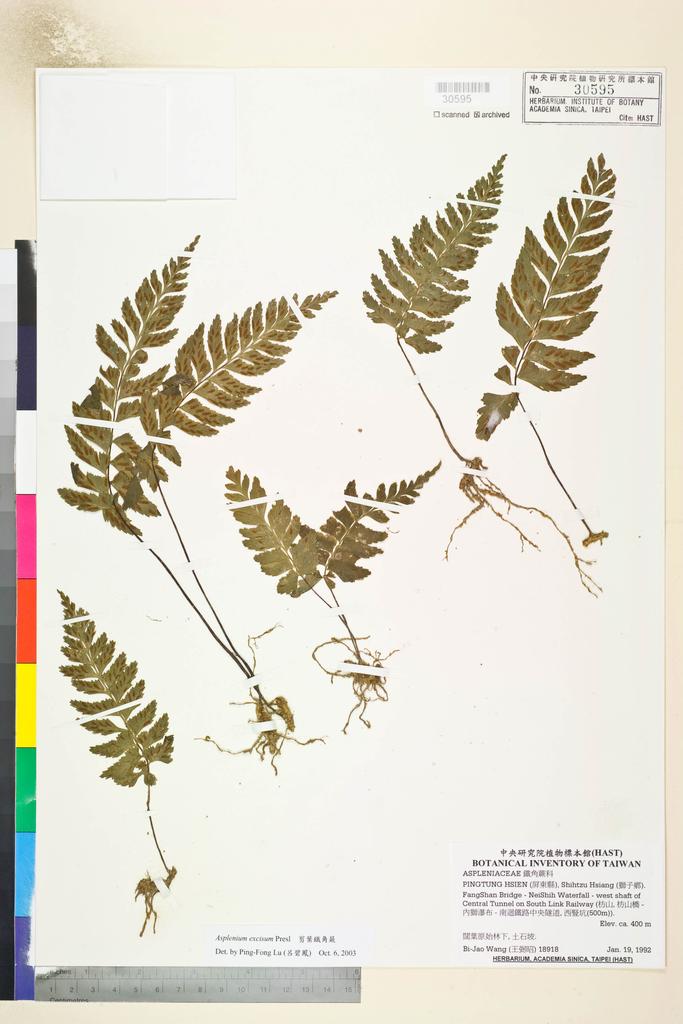 <Unit #84660 Wang, Bi-Jao | 王弼昭 | 18918:: | Asplenium excisum Presl>