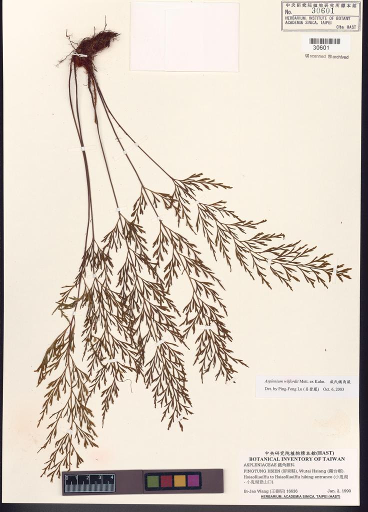 <Unit #83589 Wang, Bi-Jao | 王弼昭 | 16636:: | Asplenium wilfordii Mett. ex Kuhn.>