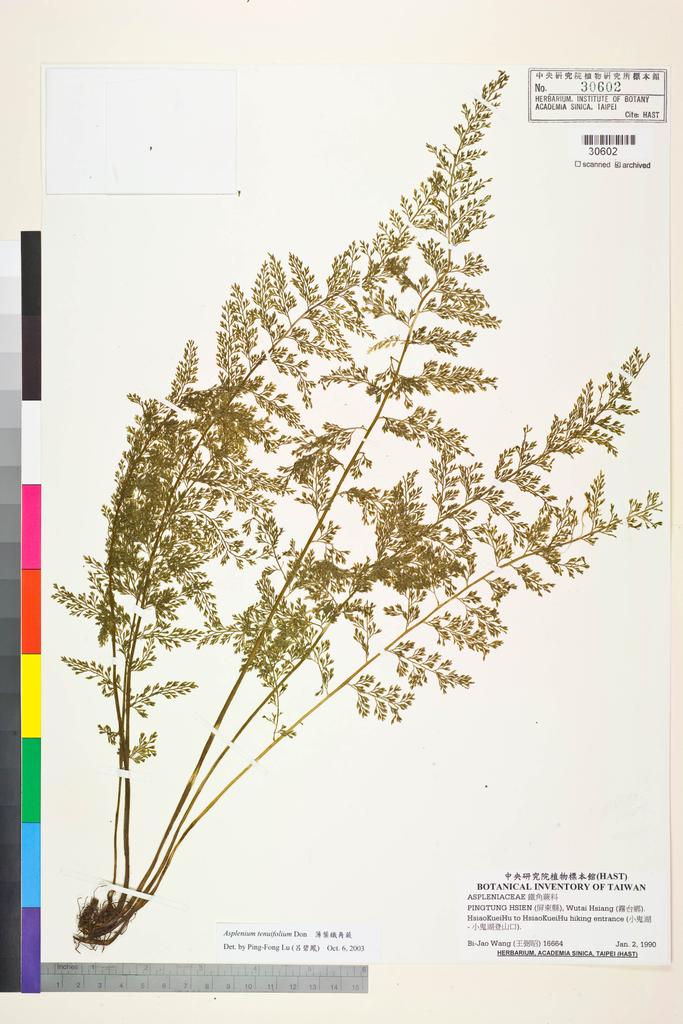 <Unit #84590 Wang, Bi-Jao | 王弼昭 | 16664:: | Asplenium tenuifolium D. Don>