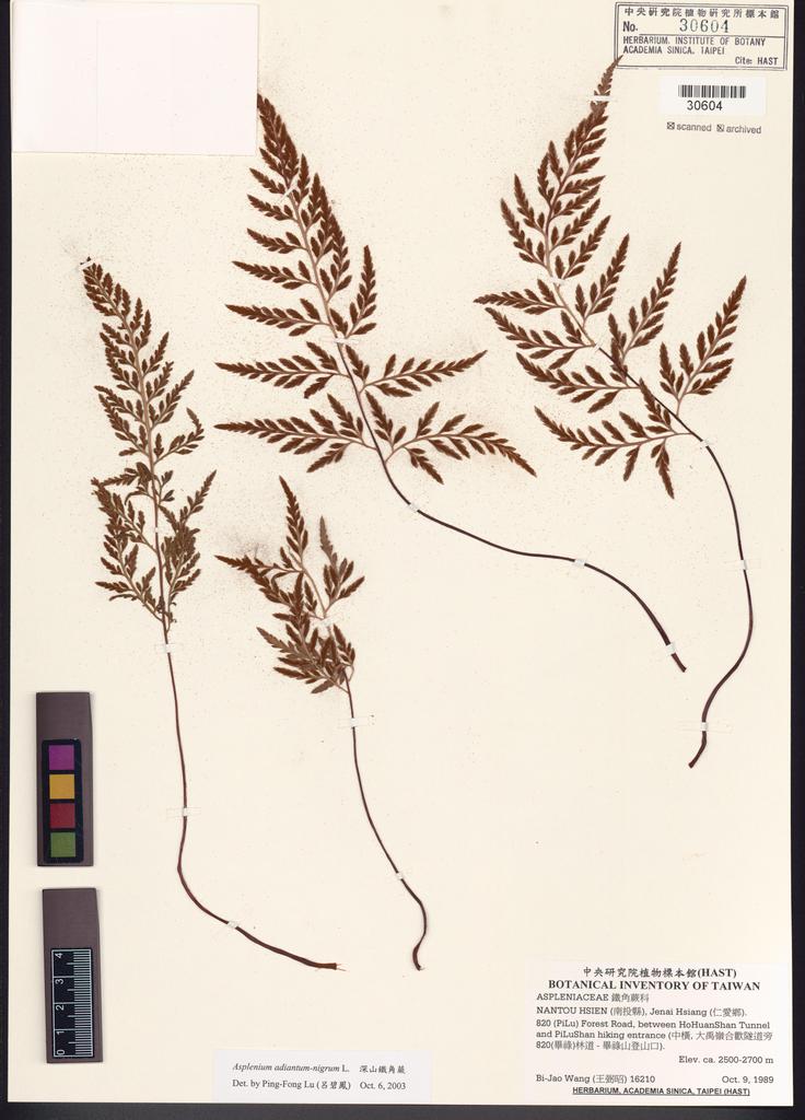 <Unit #82593 Wang, Bi-Jao | 王弼昭 | 16210:: | Asplenium adiantum-nigrum L.>