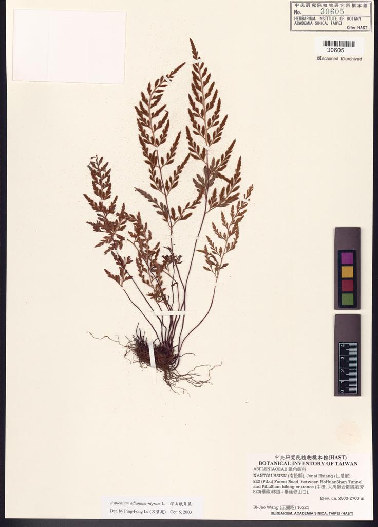 <Unit #82592 Wang, Bi-Jao | 王弼昭 | 16221:: | Asplenium adiantum-nigrum L.>