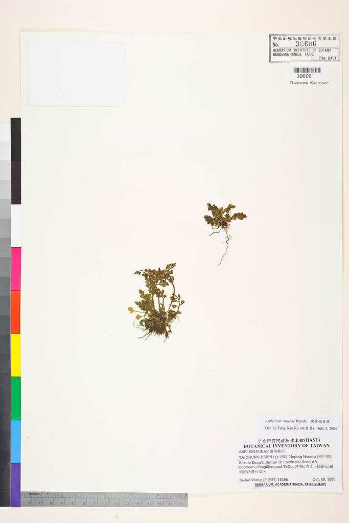 <Unit #84510 Wang, Bi-Jao | 王弼昭 | 16395:: | Asplenium ritoense Hayata>