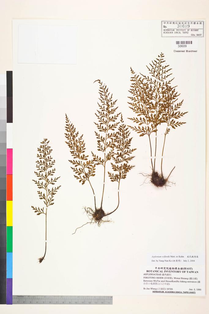 <Unit #83584 Wang, Bi-Jao | 王弼昭 | 16725:: | Asplenium wilfordii Mett. ex Kuhn.>