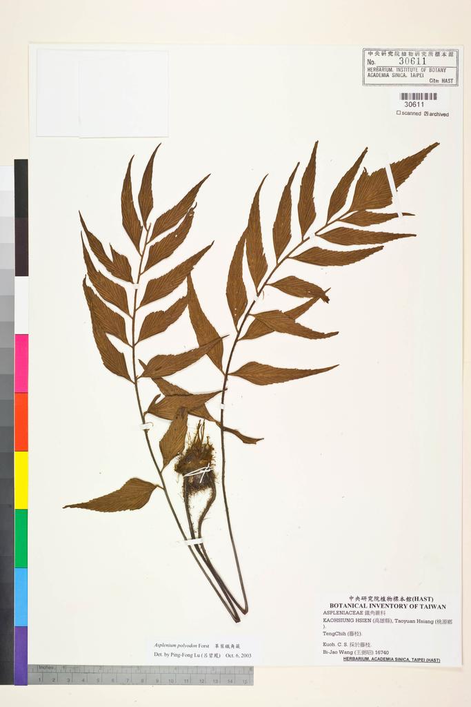 <Unit #84432 Wang, Bi-Jao | 王弼昭 | 16740:: | Asplenium polyodon G. Forst>