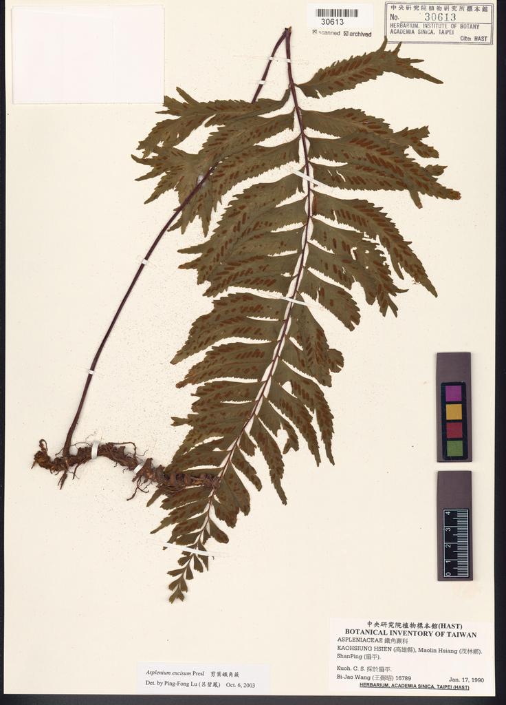 <Unit #84662 Wang, Bi-Jao | 王弼昭 | 16789:: | Asplenium excisum Presl>