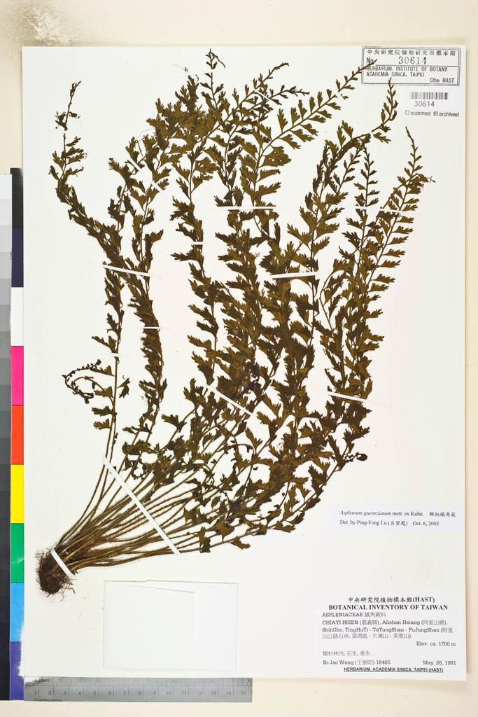 <Unit #84827 Wang, Bi-Jao | 王弼昭 | 18485:: | Asplenium gueinzianum mett. ex Kuhn.>