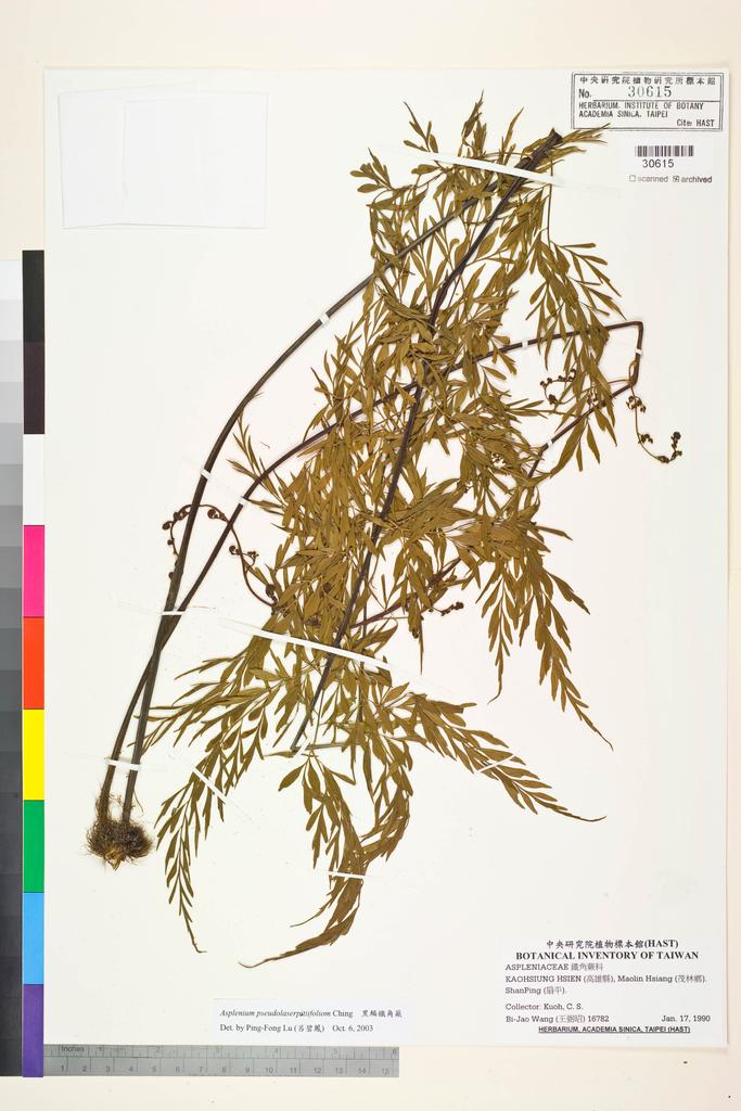 <Unit #84443 Wang, Bi-Jao | 王弼昭 | 16782:: | Asplenium pseudolaserpitiifoliom Ching>