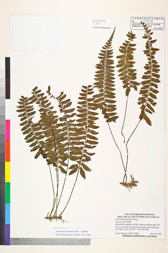 <Unit #84548 Wang, Bi-Jao | 王弼昭 | 16969:: | Asplenium subnormale Copel.>