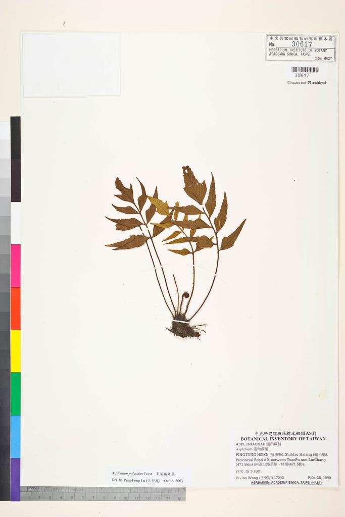 <Unit #84431 Wang, Bi-Jao | 王弼昭 | 17042:: | Asplenium polyodon G. Forst>