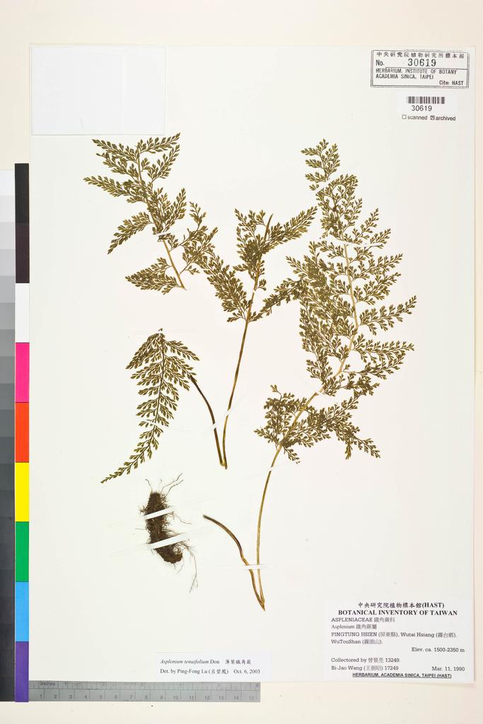 <Unit #84588 Wang, Bi-Jao | 王弼昭 | 17249:: | Asplenium tenuifolium D. Don>