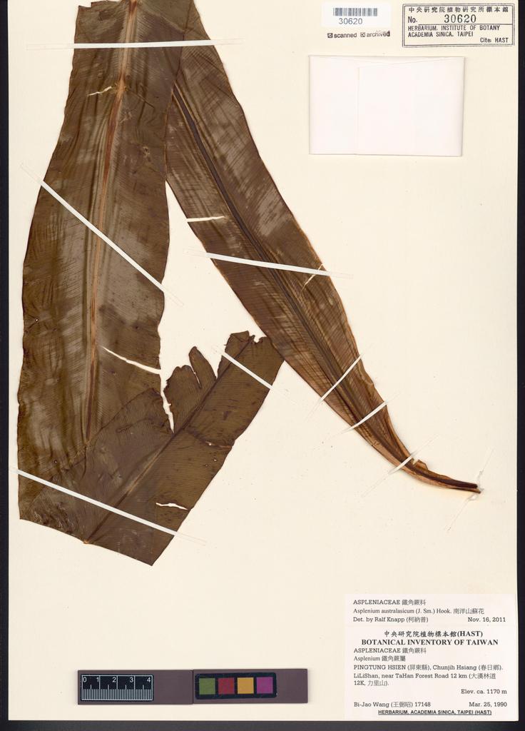 <Unit #82866 Wang, Bi-Jao | 王弼昭 | 17148:: | Asplenium australasicum (J. Sm.) Hook.>