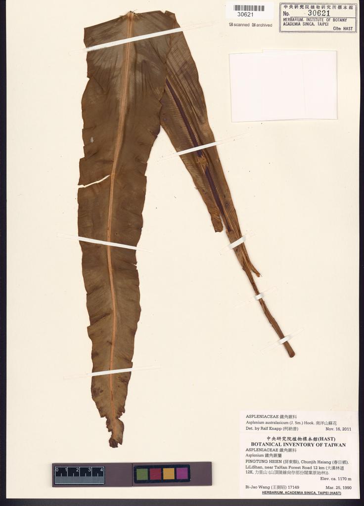 <Unit #82869 Wang, Bi-Jao | 王弼昭 | 17149:: | Asplenium australasicum (J. Sm.) Hook.>