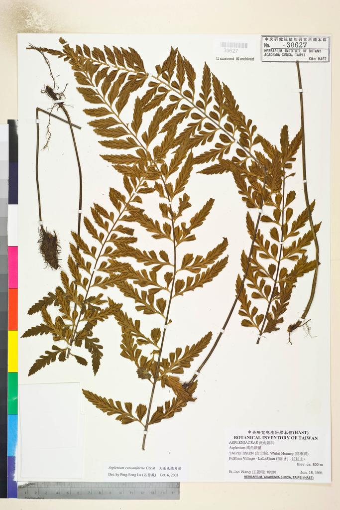 <Unit #82773 Wang, Bi-Jao | 王弼昭 | 18528:: | Asplenium cuneatiforme Christ>