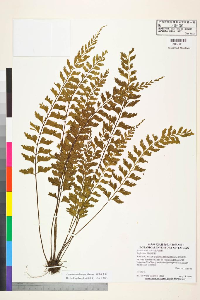 <Unit #83781 Wang, Bi-Jao | 王弼昭 | 18600:: | Asplenium yoshinagae Makino>