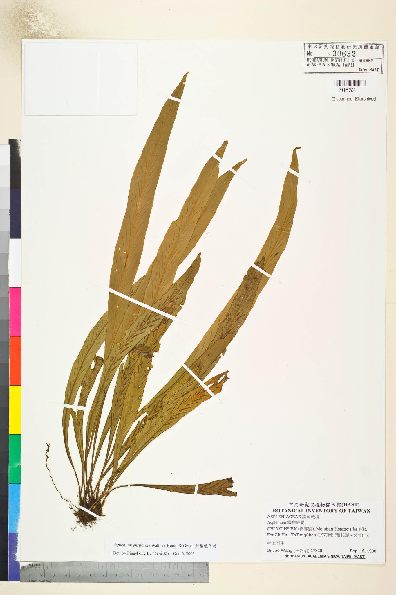 Specimen image