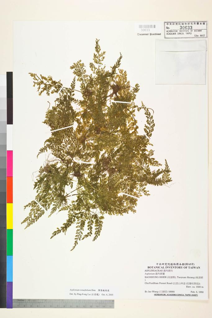 <Unit #84584 Wang, Bi-Jao | 王弼昭 | 18966:: | Asplenium tenuifolium D. Don>