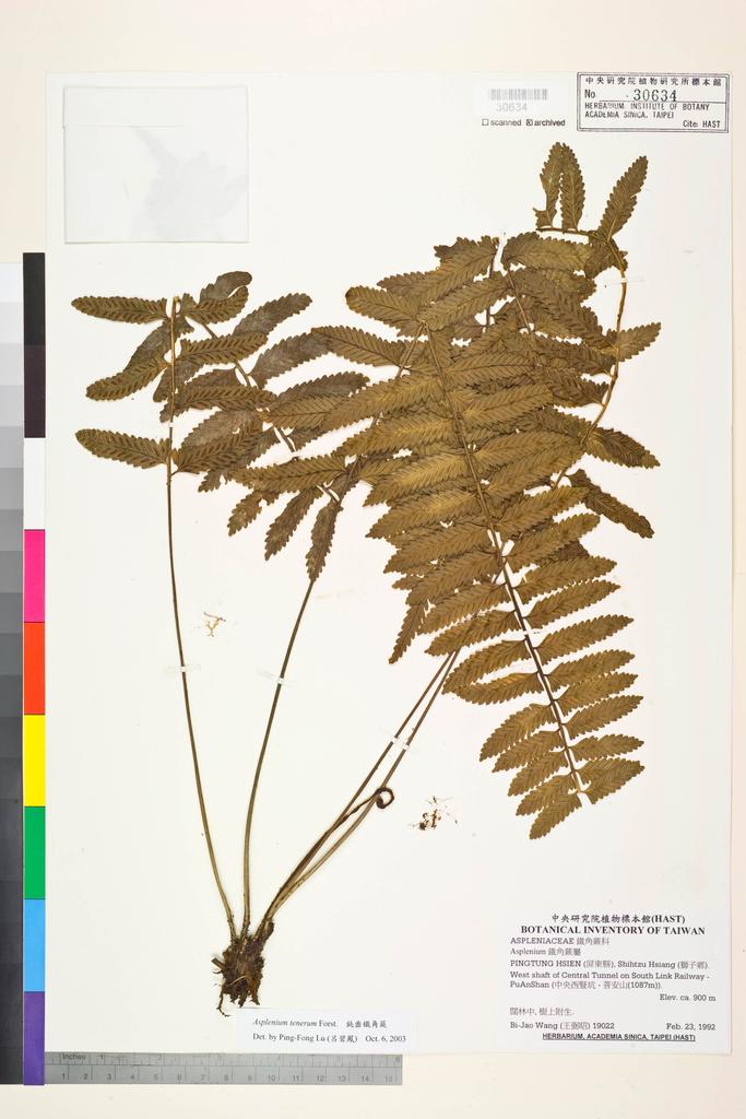 <Unit #84557 Wang, Bi-Jao | 王弼昭 | 19022:: | Asplenium tenerum G. Forst.>