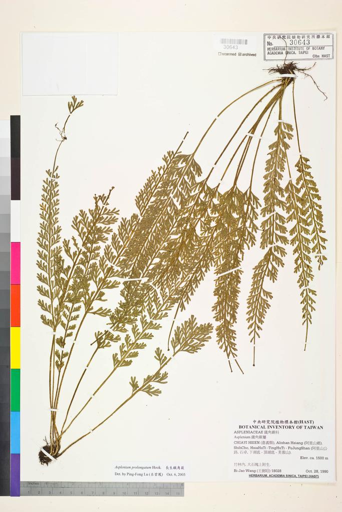 <Unit #84435 Wang, Bi-Jao | 王弼昭 | 18028:: | Asplenium prolongatum Hook.>