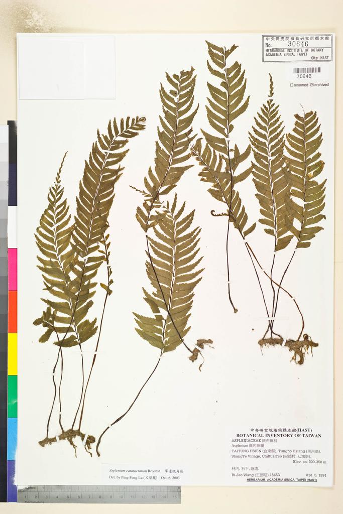 <Unit #82674 Wang, Bi-Jao | 王弼昭 | 18453:: | Asplenium cataractarum Rosenst.>