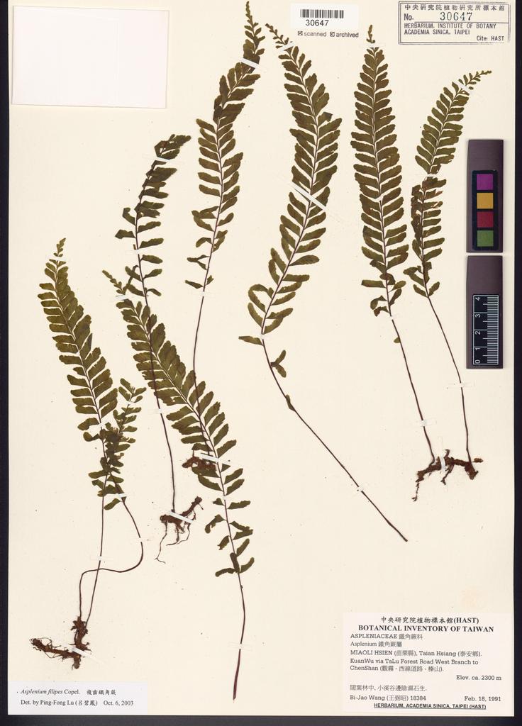 <Unit #84771 Wang, Bi-Jao | 王弼昭 | 18384:: | Asplenium filipes Copel.>
