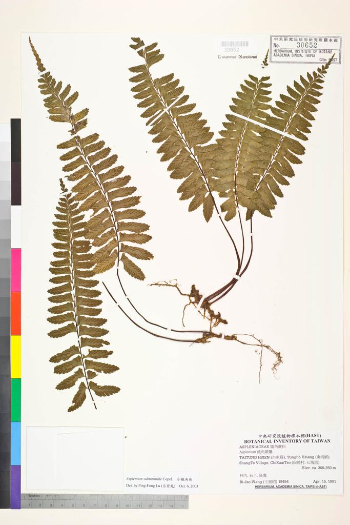 <Unit #84545 Wang, Bi-Jao | 王弼昭 | 18454:: | Asplenium subnormale Copel.>