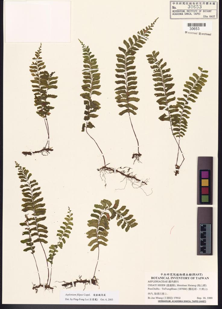 <Unit #84769 Wang, Bi-Jao | 王弼昭 | 17812:: | Asplenium filipes Copel.>