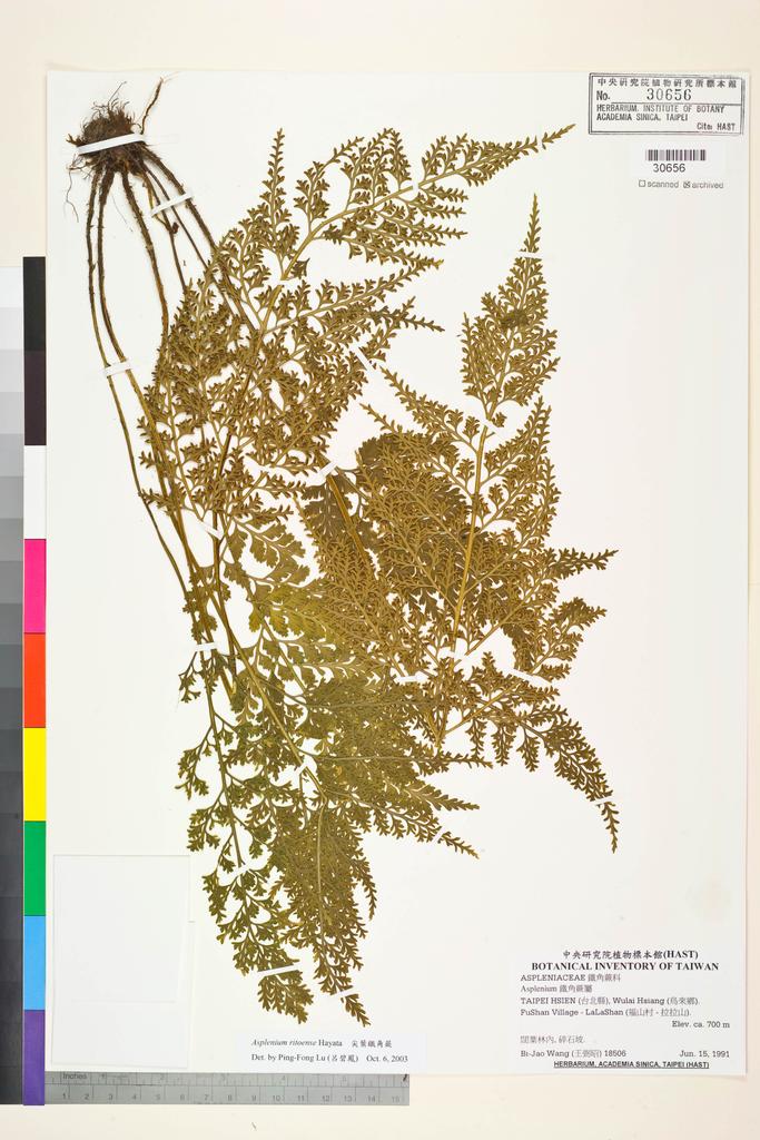<Unit #84508 Wang, Bi-Jao | 王弼昭 | 18506:: | Asplenium ritoense Hayata>
