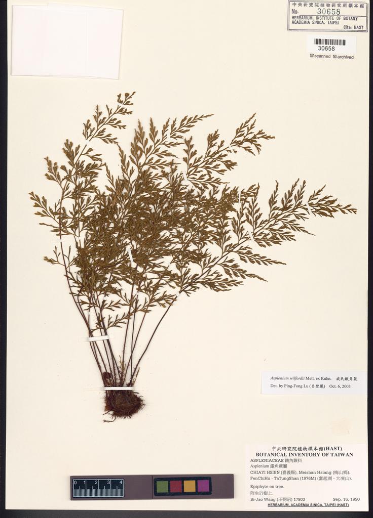 <Unit #83592 Wang, Bi-Jao | 王弼昭 | 17803:: | Asplenium wilfordii Mett. ex Kuhn.>