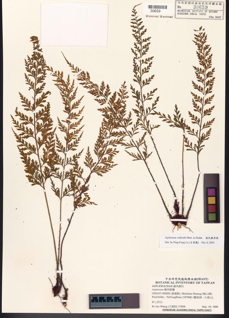 <Unit #83597 Wang, Bi-Jao | 王弼昭 | 17809:: | Asplenium wilfordii Mett. ex Kuhn.>