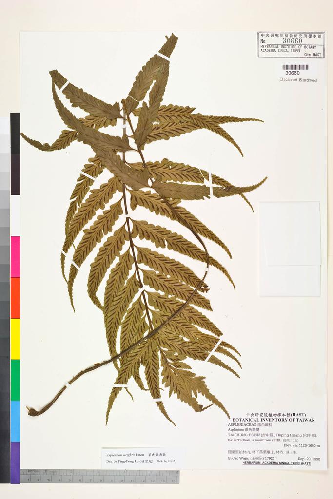 <Unit #83707 Wang, Bi-Jao | 王弼昭 | 17923:: | Asplenium wrightii Eaton ex Hook.>