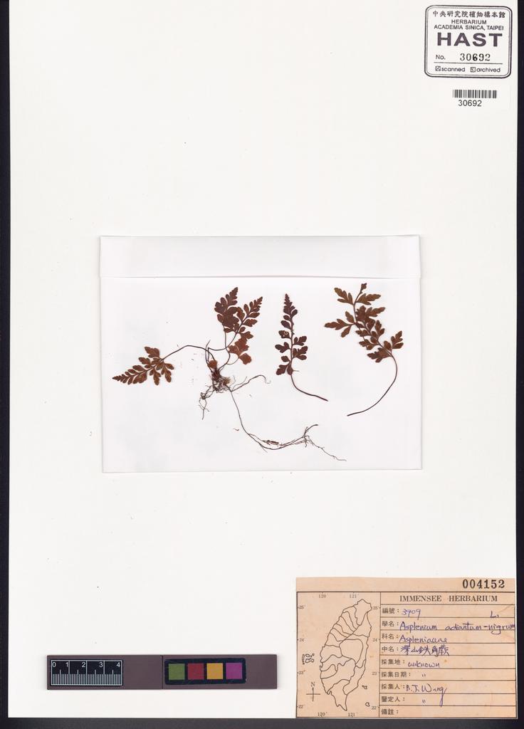 <Unit #42204 Wang, Bi-Jao | 王弼昭 | 3909:: | Asplenium adiantum-nigrum L.>