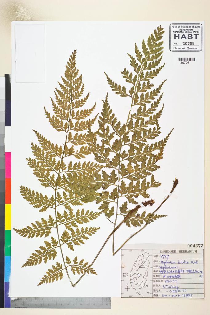 <Unit #82636 Wang, Bi-Jao | 王弼昭 | 9707:: | Asplenium bullatum Wall. ex Mett.>