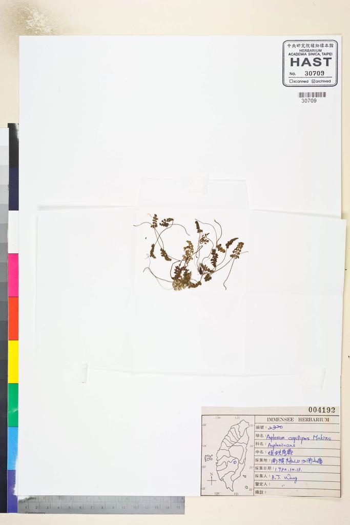 <Unit #82657 Wang, Bi-Jao | 王弼昭 | 2320:: | Asplenium capillipes Makino>