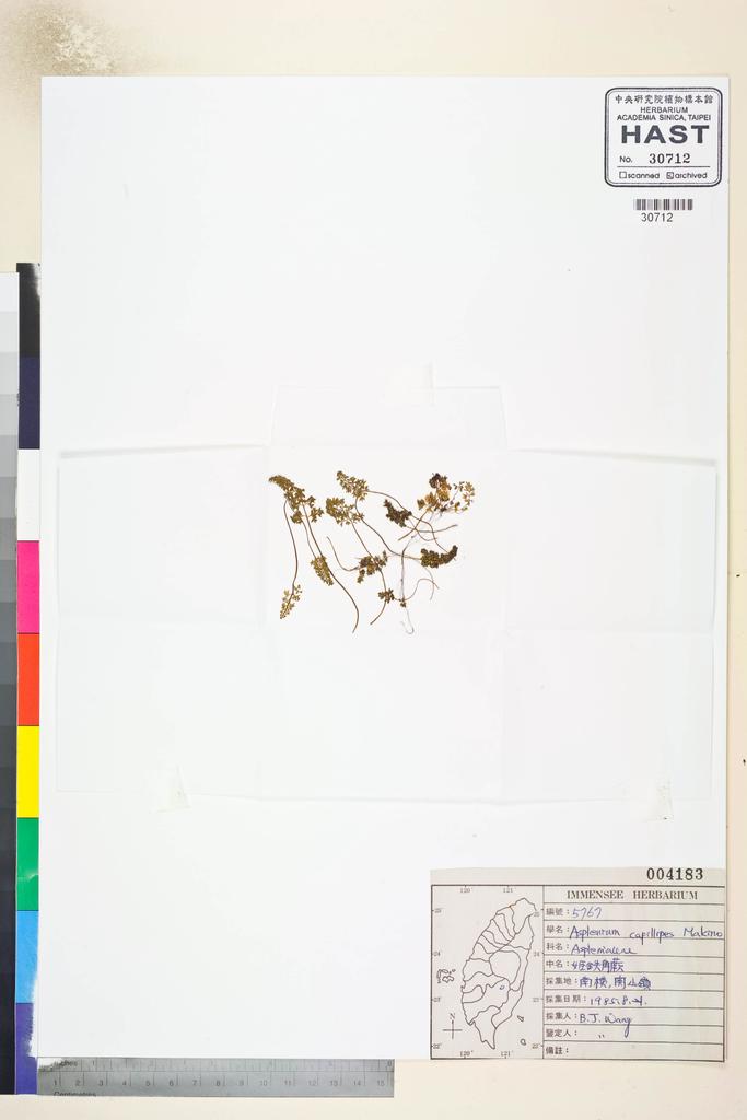 <Unit #82655 Wang, Bi-Jao | 王弼昭 | 5767:: | Asplenium capillipes Makino>
