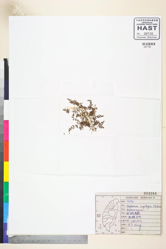 <Unit #82663 Wang, Bi-Jao | 王弼昭 | 4836:: | Asplenium capillipes Makino>