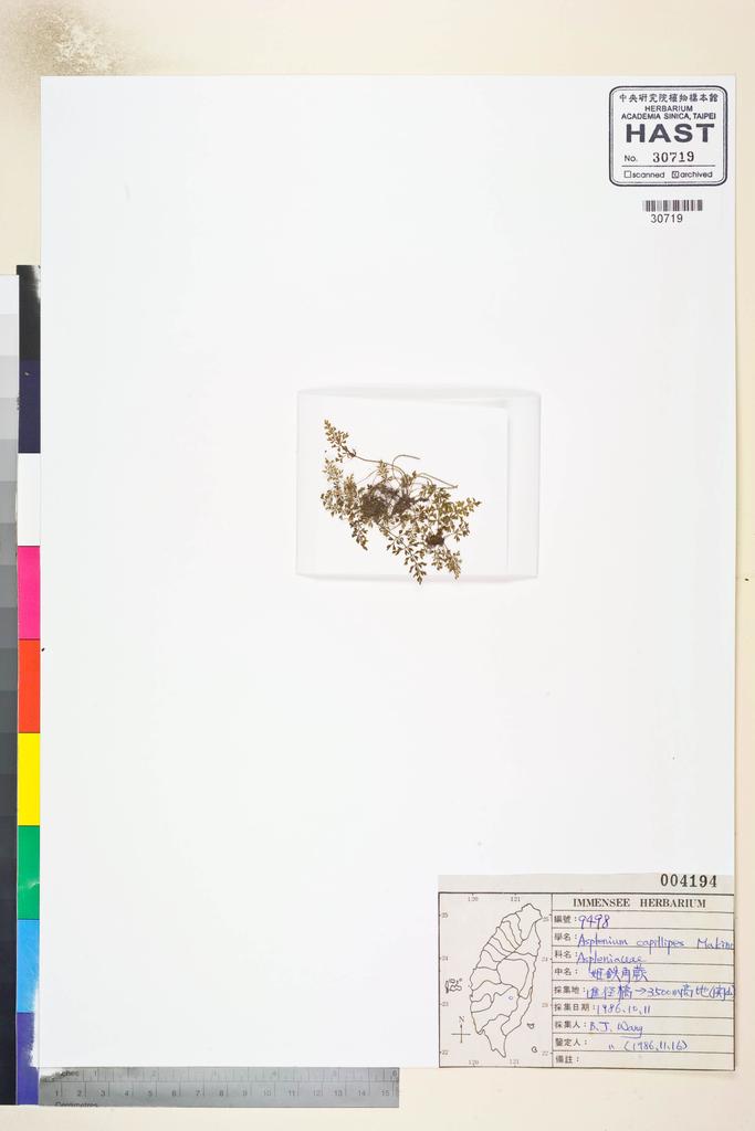 <Unit #82666 Wang, Bi-Jao | 王弼昭 | 9498:: | Asplenium capillipes Makino>