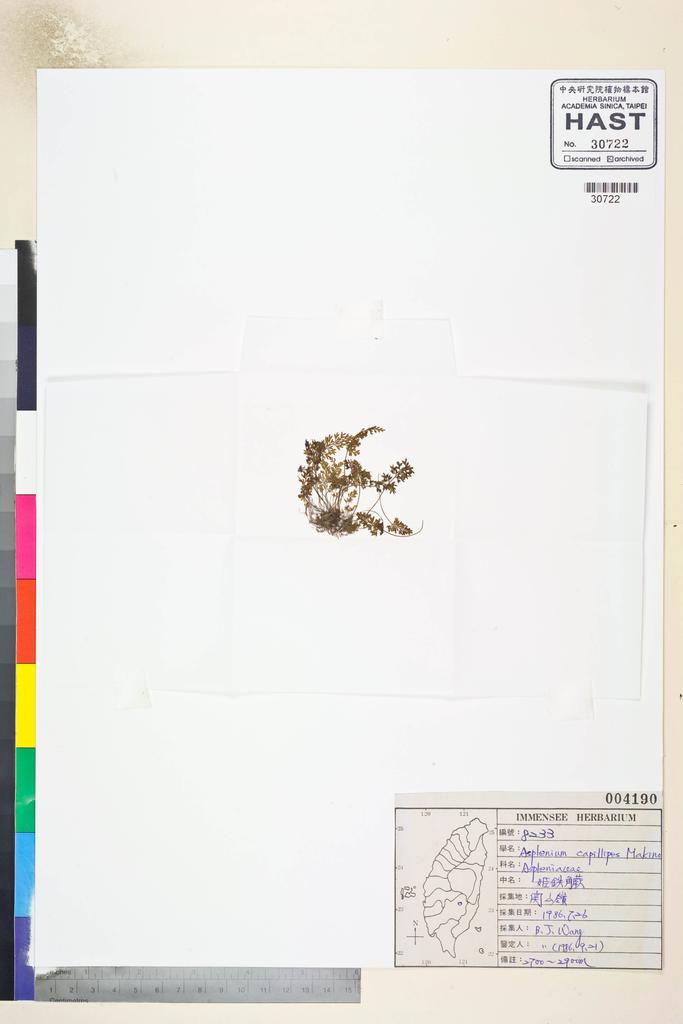 <Unit #82650 Wang, Bi-Jao | 王弼昭 | 8233:: | Asplenium capillipes Makino>