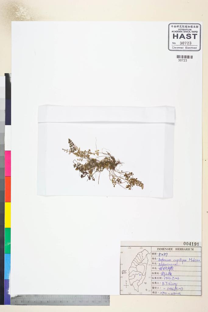 <Unit #82653 Wang, Bi-Jao | 王弼昭 | 8237:: | Asplenium capillipes Makino>