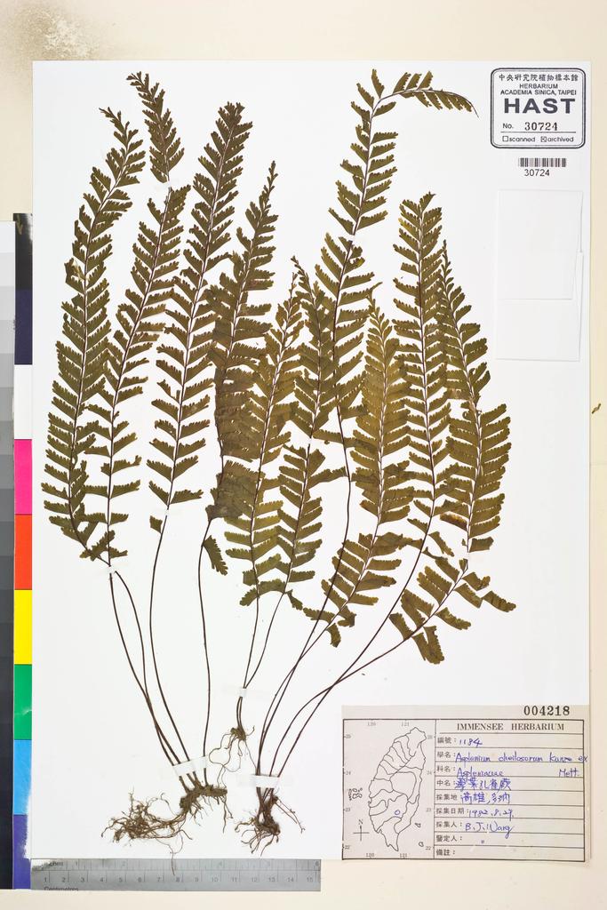 <Unit #82680 Wang, Bi-Jao | 王弼昭 | 1184:: | Asplenium cheilosorum Kunze ex Mett.>